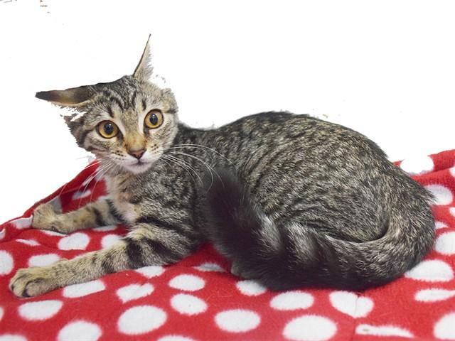 SINEAD, Adoptable, Kitten Female Domestic Short Hair.