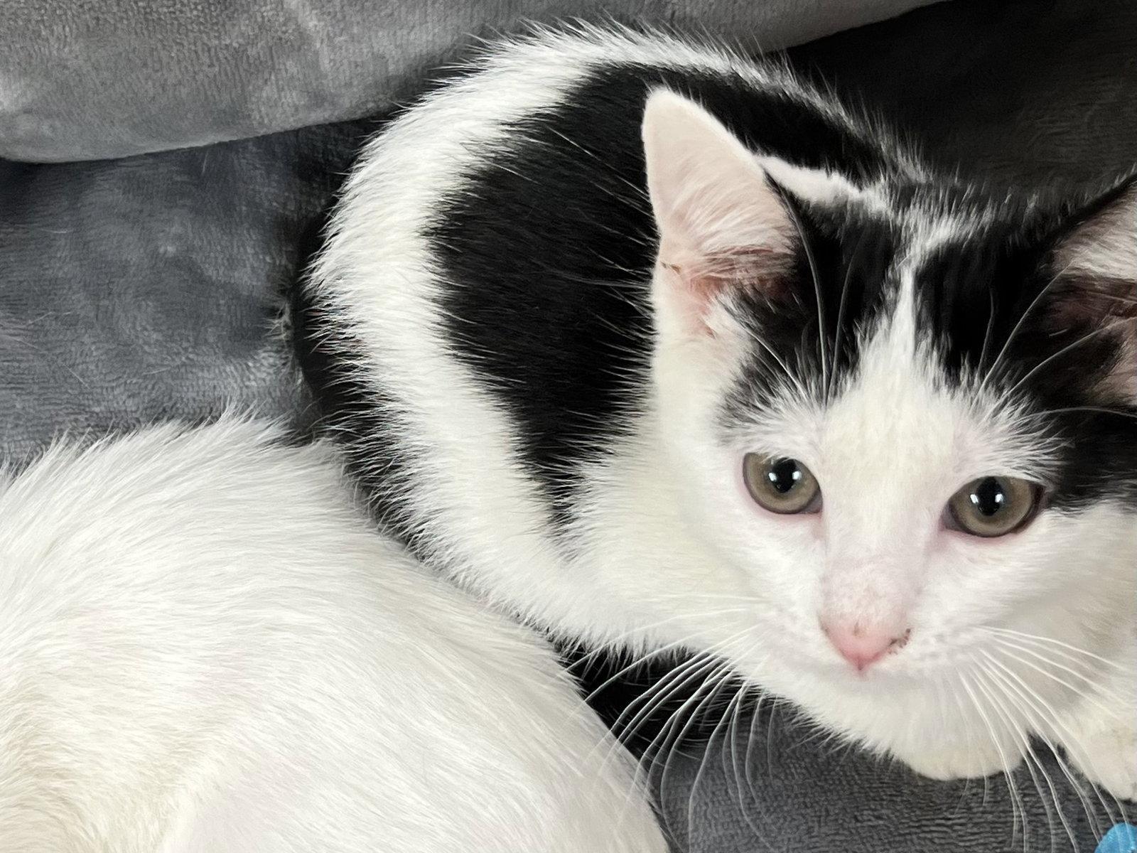 Matilda, Adopted, Kitten Female Domestic Short Hair & Domestic Short Hair.