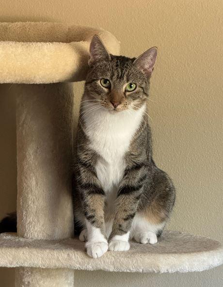 Enlarge Nala, a Adoptable Domestic Short Hair in Tucson, AZ image 2/3