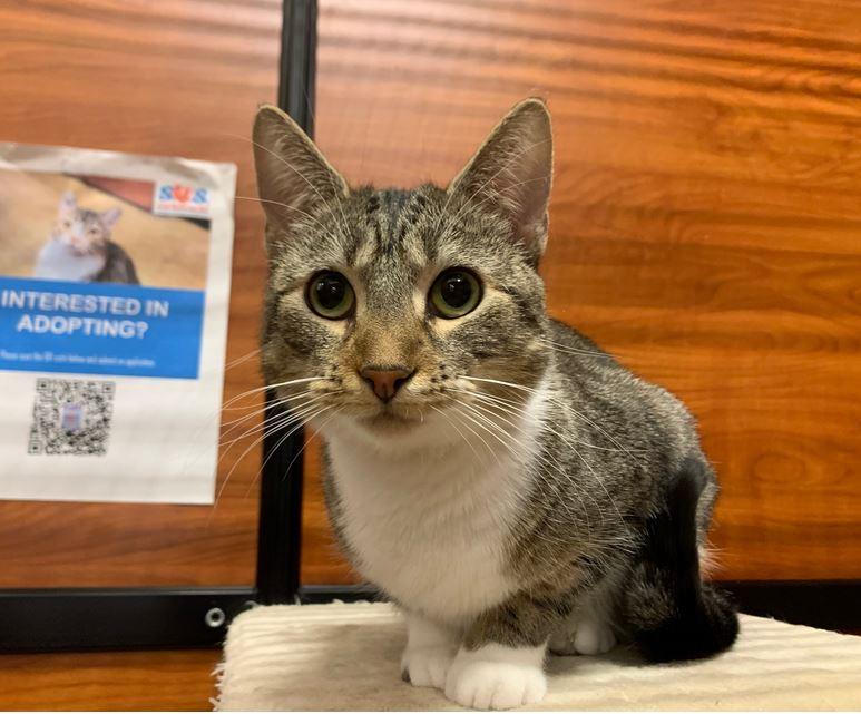 Nala, Adoptable, Adult Female Domestic Short Hair.