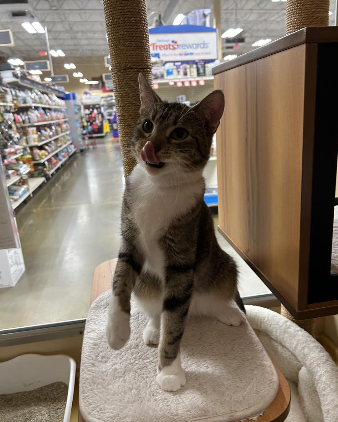 Enlarge Nala, a Adoptable Domestic Short Hair in Tucson, AZ image 3/3