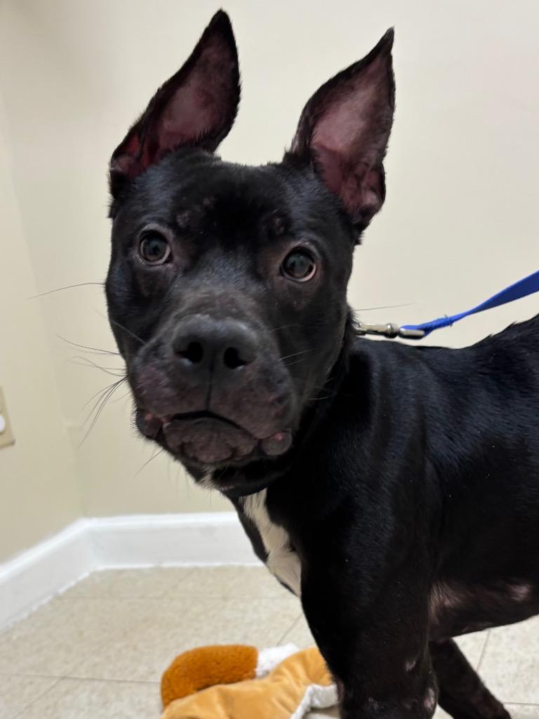 Enlarge Kodak, a Adoptable mixed breed in Fall River, MA image 1/6