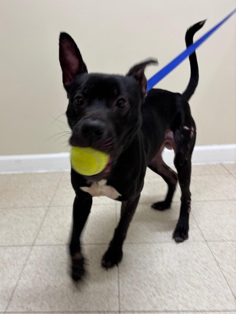 Enlarge Kodak, a Adoptable mixed breed in Fall River, MA image 2/6