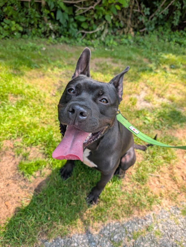 Kodak, Adoptable, Puppy Male Labrador Retriever & Belgian Shepherd / Malinois.