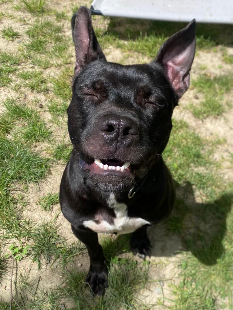 Kodak, a Adoptable mixed breed in Fall River, MA image 2/6