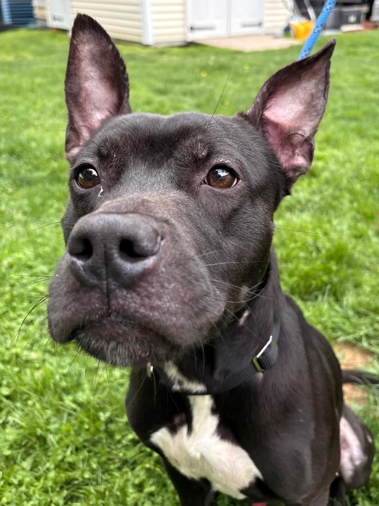Kodak, a Adoptable mixed breed in Fall River, MA image 1/6