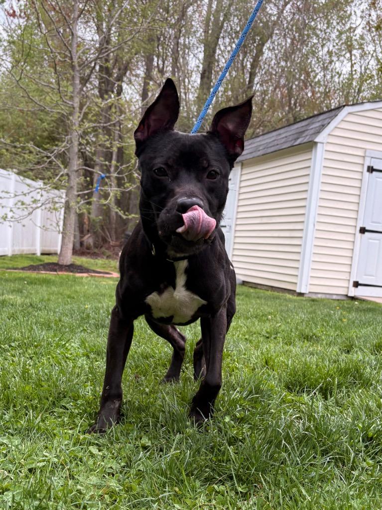 Kodak, a Adoptable mixed breed in Fall River, MA image 2/6