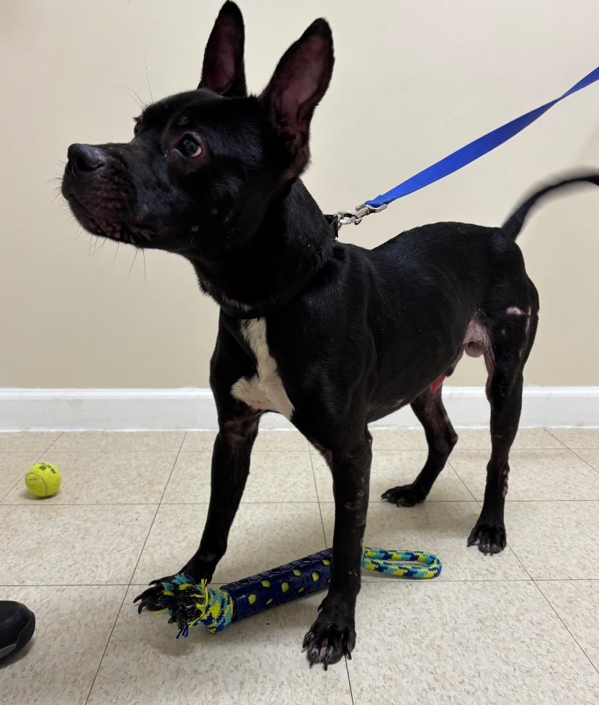 Enlarge Kodak, a Adoptable mixed breed in Fall River, MA image 3/6