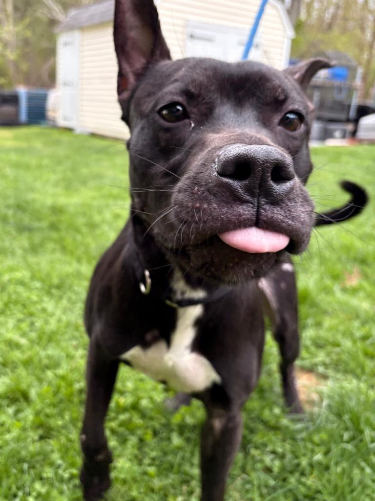Kodak, a Adoptable mixed breed in Fall River, MA image 4/6