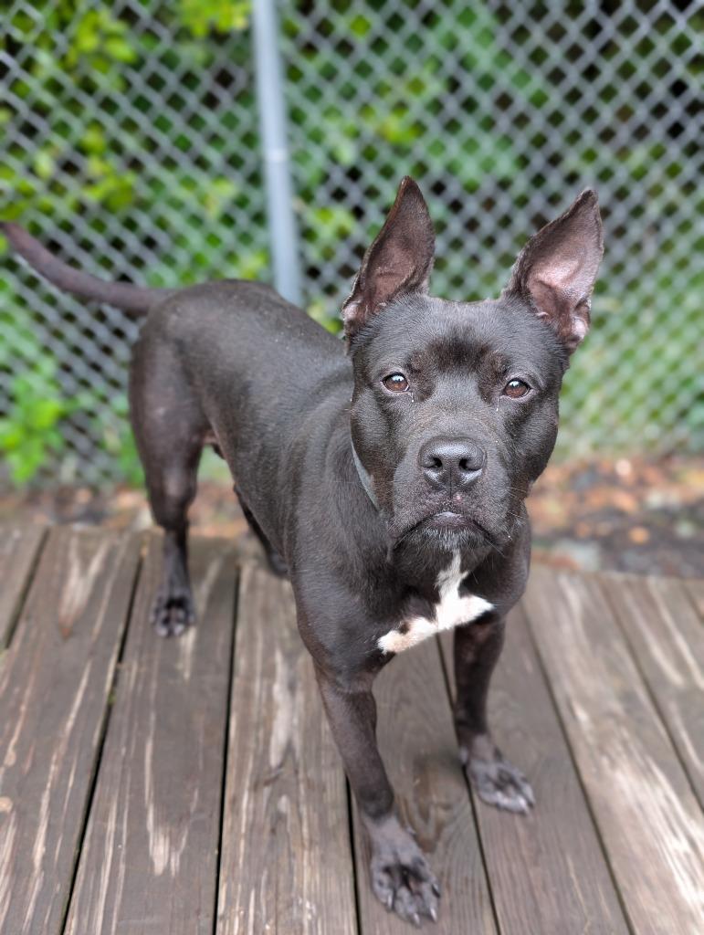 Kodak, a Adoptable mixed breed in Fall River, MA image 5/6