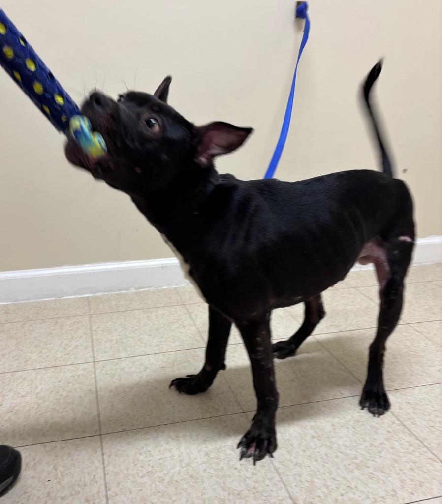 Enlarge Kodak, a Adoptable mixed breed in Fall River, MA image 4/6