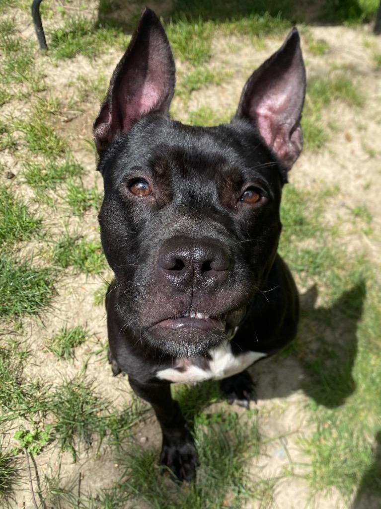 Kodak, a Adoptable mixed breed in Fall River, MA image 5/6