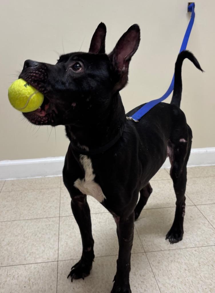 Enlarge Kodak, a Adoptable mixed breed in Fall River, MA image 5/6