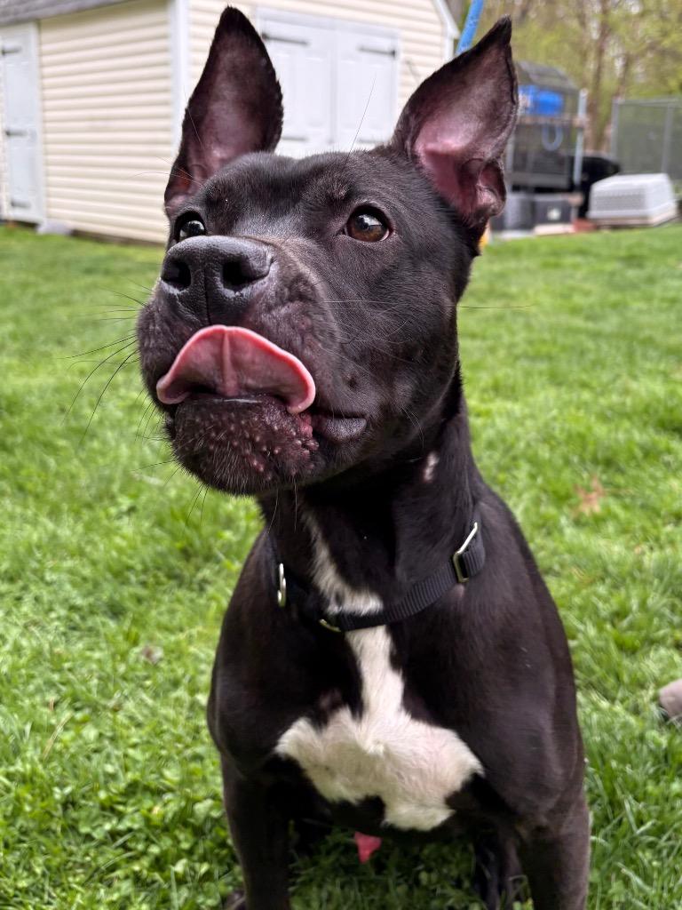 Kodak, a Adoptable mixed breed in Fall River, MA image 6/6