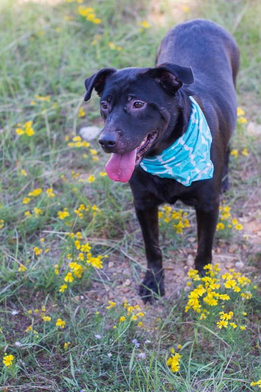 Rhiana, a Adoptable Labrador Retriever in Jackson, MS image 2/6