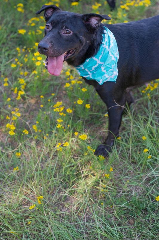 Rhiana, a Adoptable Labrador Retriever in Jackson, MS image 3/6