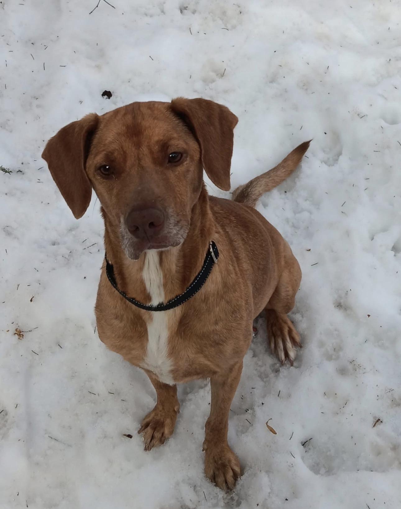 Momma Red, ADOPTABLE, Young Female Hound.