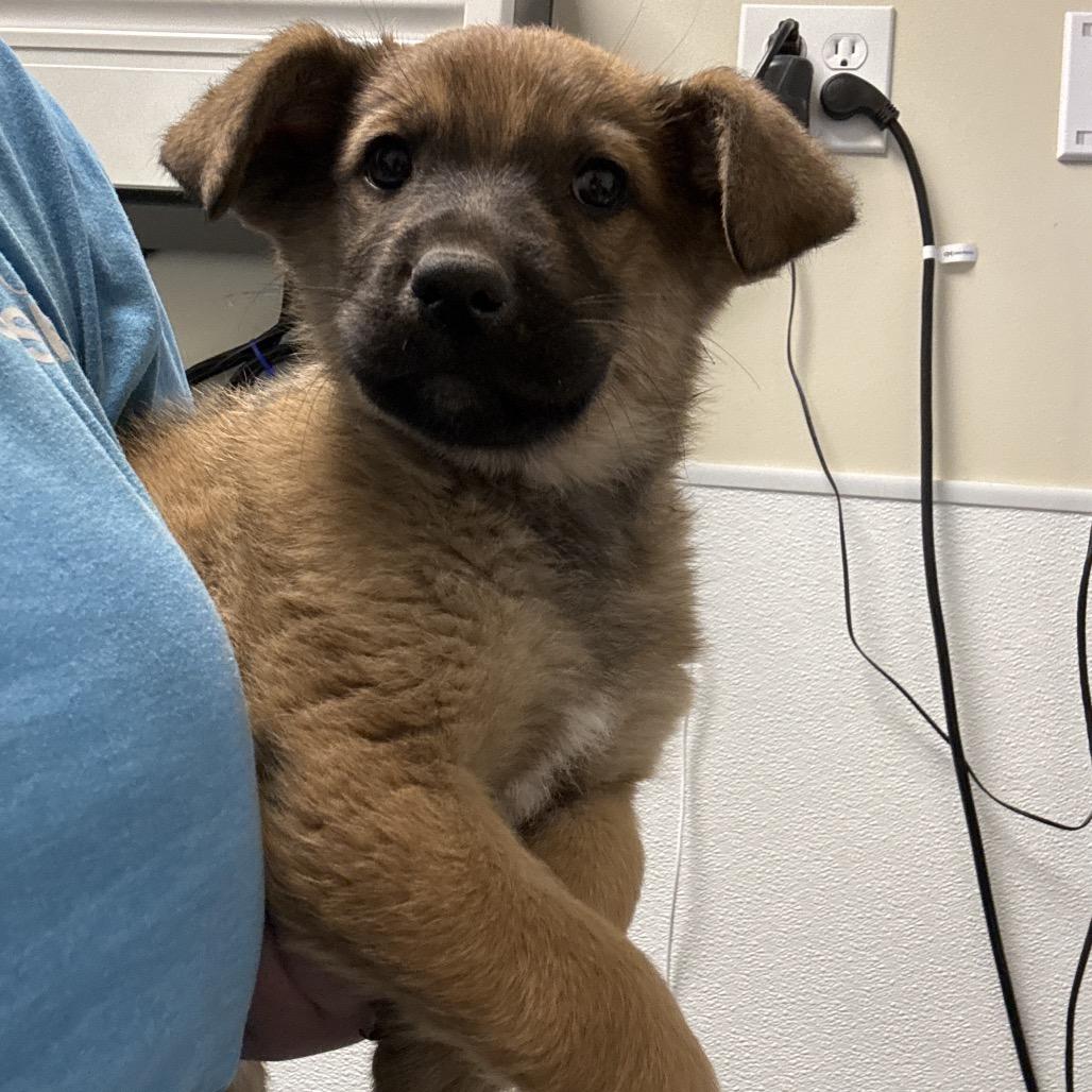 Enlarge Phoebe, a Adoptable Shepherd in Tulsa, OK image 1/1