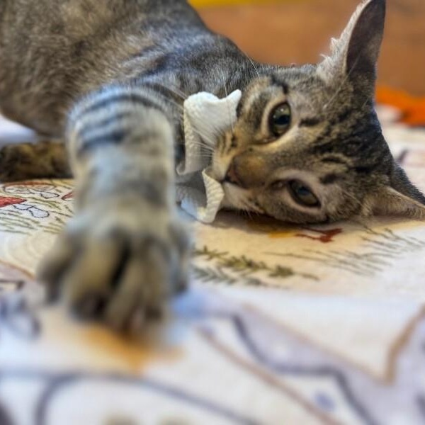 Velvet Wonka — thumbnail 2