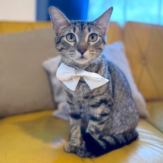 Velvet Wonka — thumbnail 3