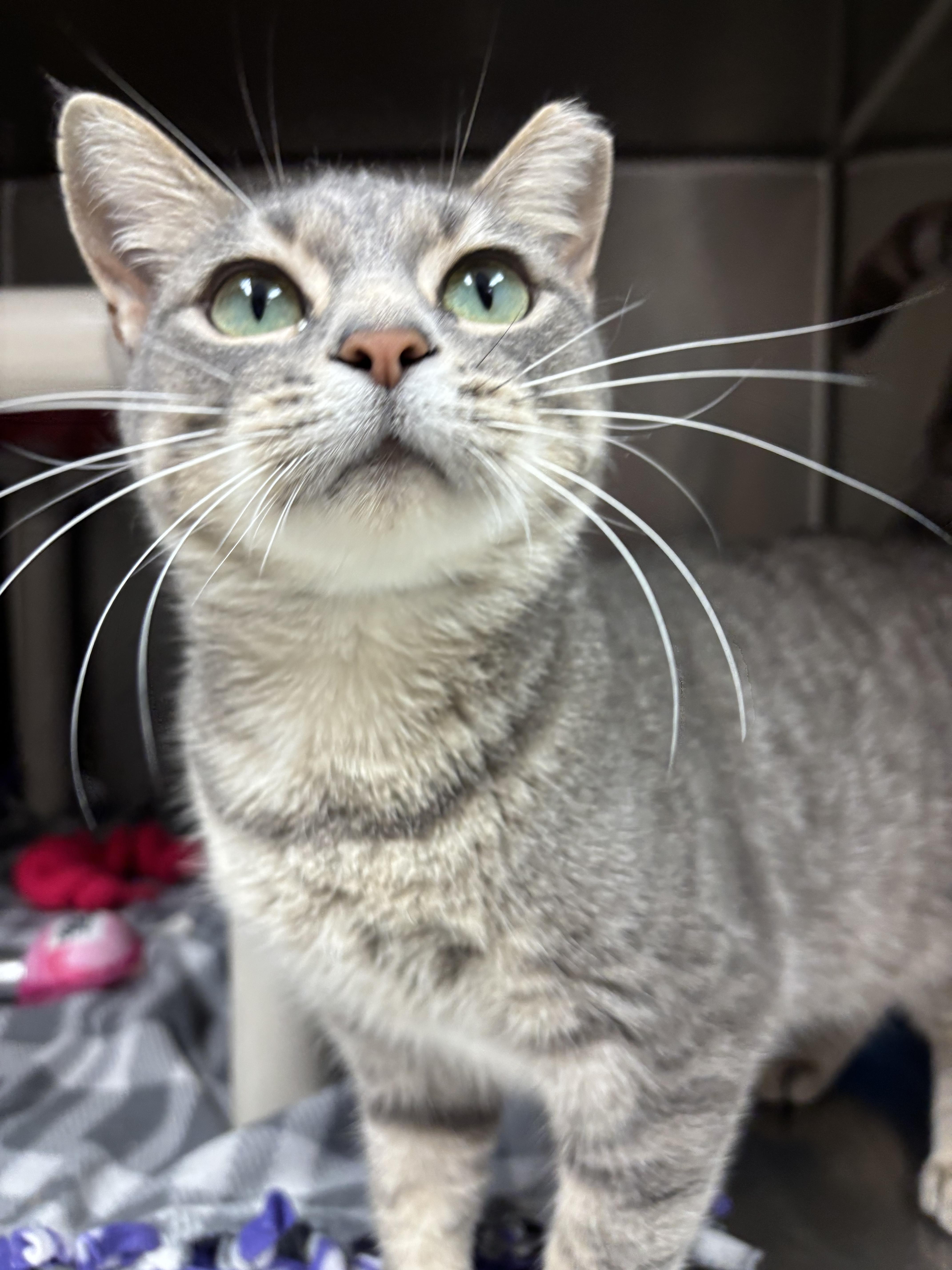 Enlarge Sniffles, a Adoptable Domestic Short Hair in Chippewa Falls, WI image 1/1