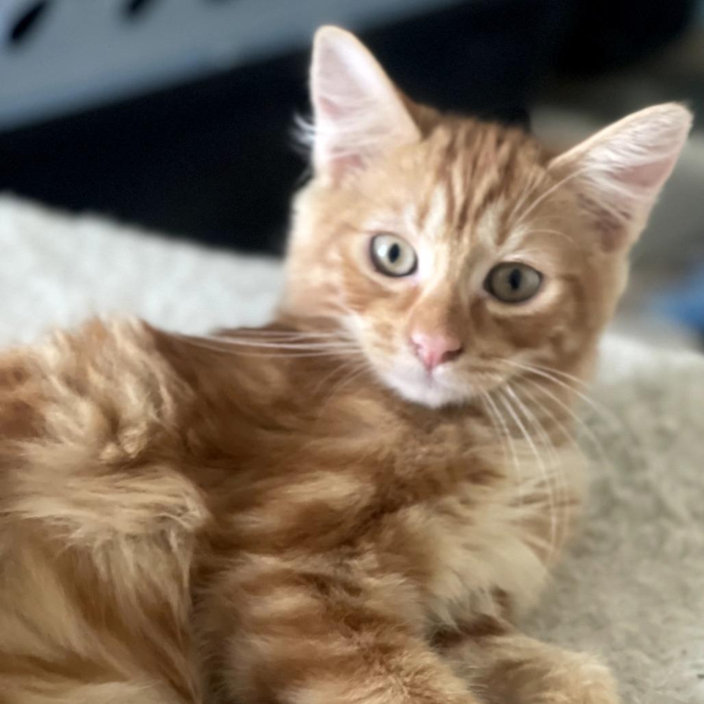 Dandelion, Adoptable, Young Male Domestic Long Hair.