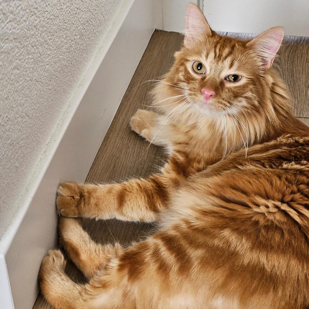 Enlarge Dandelion, a Adoptable Domestic Long Hair in Las Vegas, NV image 2/2