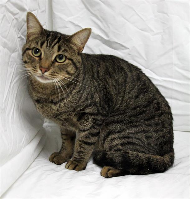 ARISTOTLE, Adoptable, Young Male Domestic Short Hair.