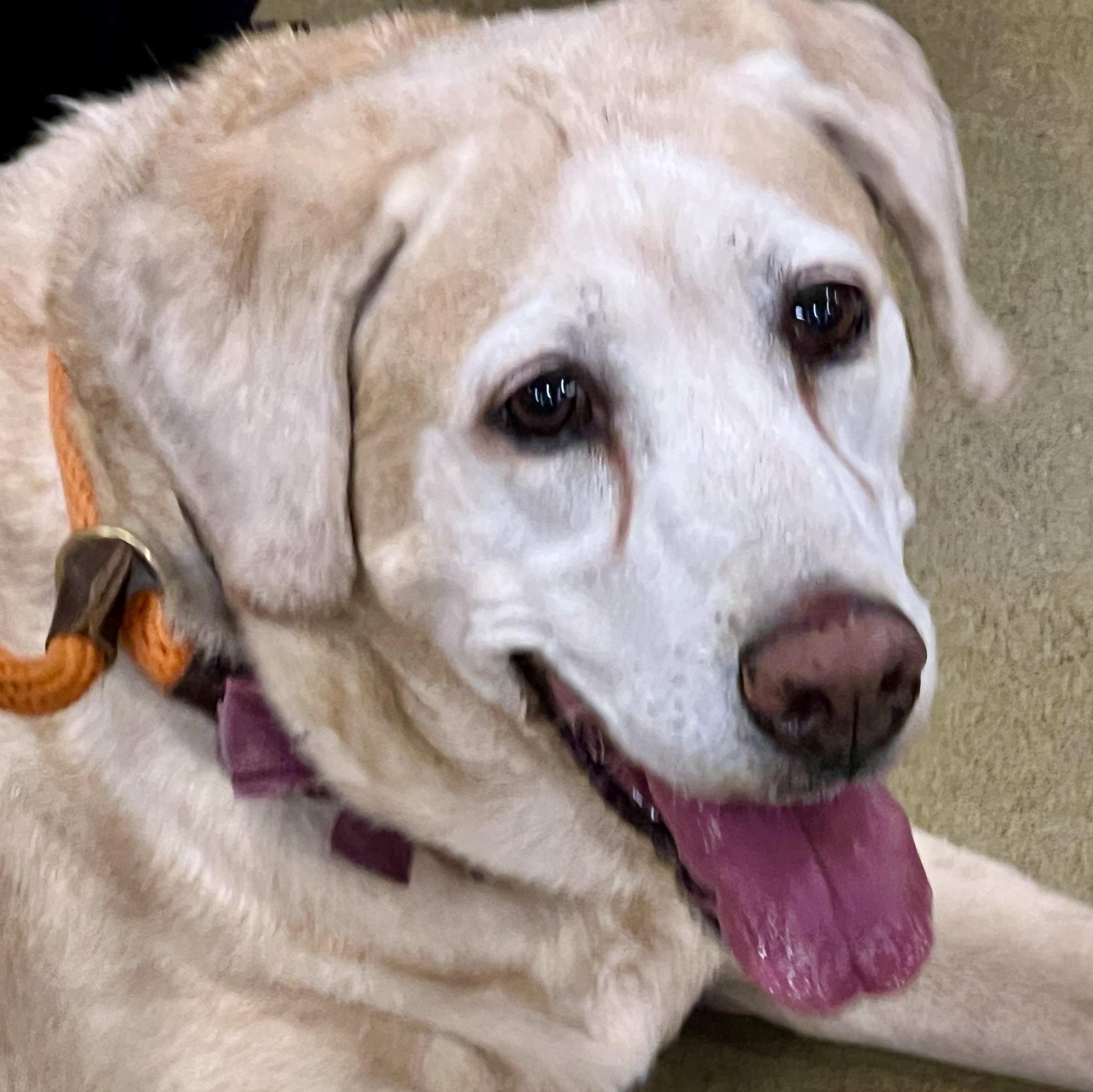 Enlarge Penny, a Adoptable Yellow Labrador Retriever in Tulsa, OK image 1/6