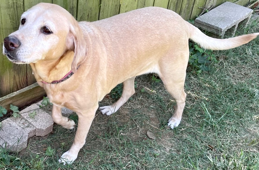 Enlarge Penny, a Adoptable Yellow Labrador Retriever in Tulsa, OK image 6/8