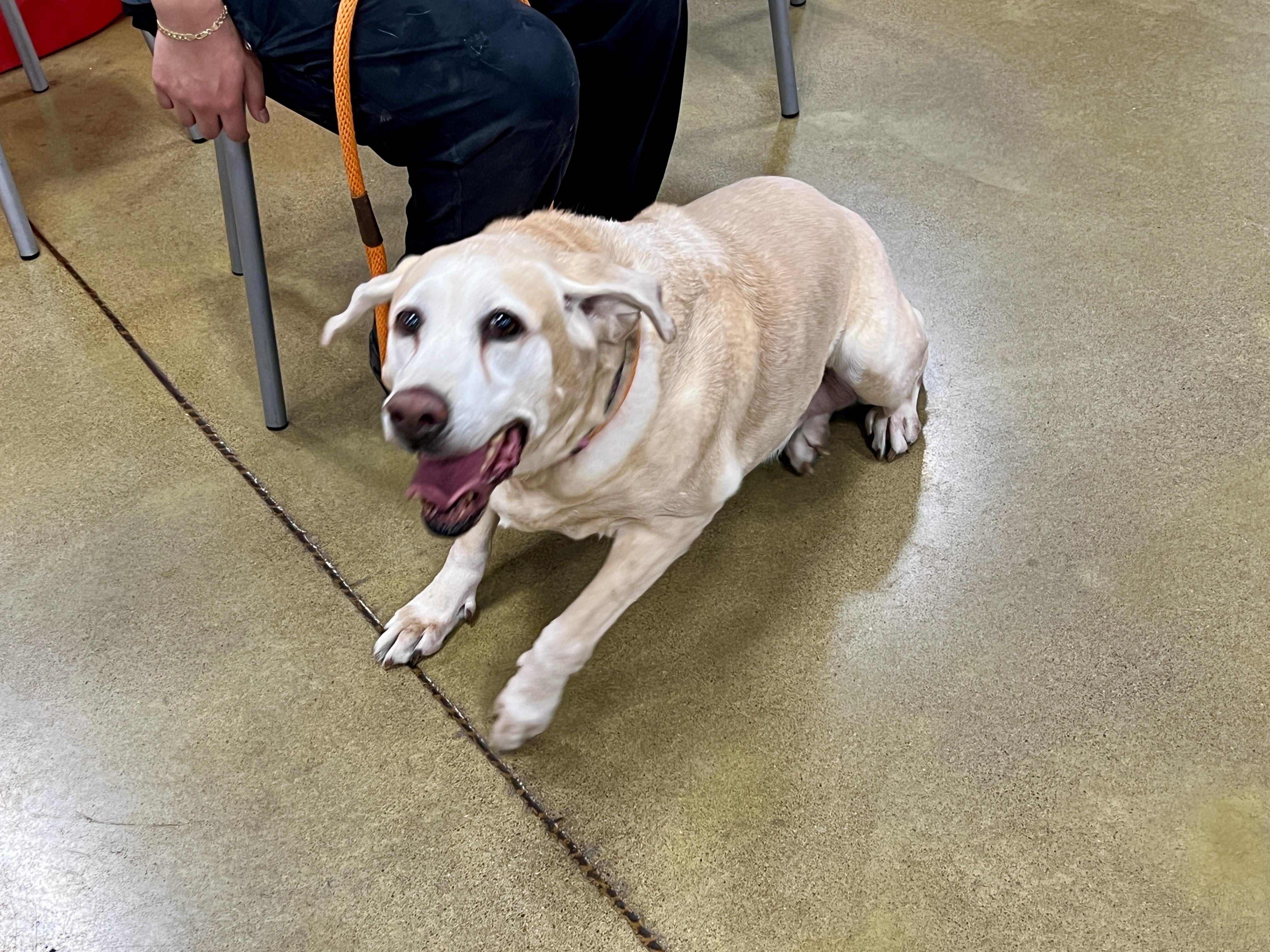 Enlarge Penny, a Adoptable Yellow Labrador Retriever in Tulsa, OK image 6/6