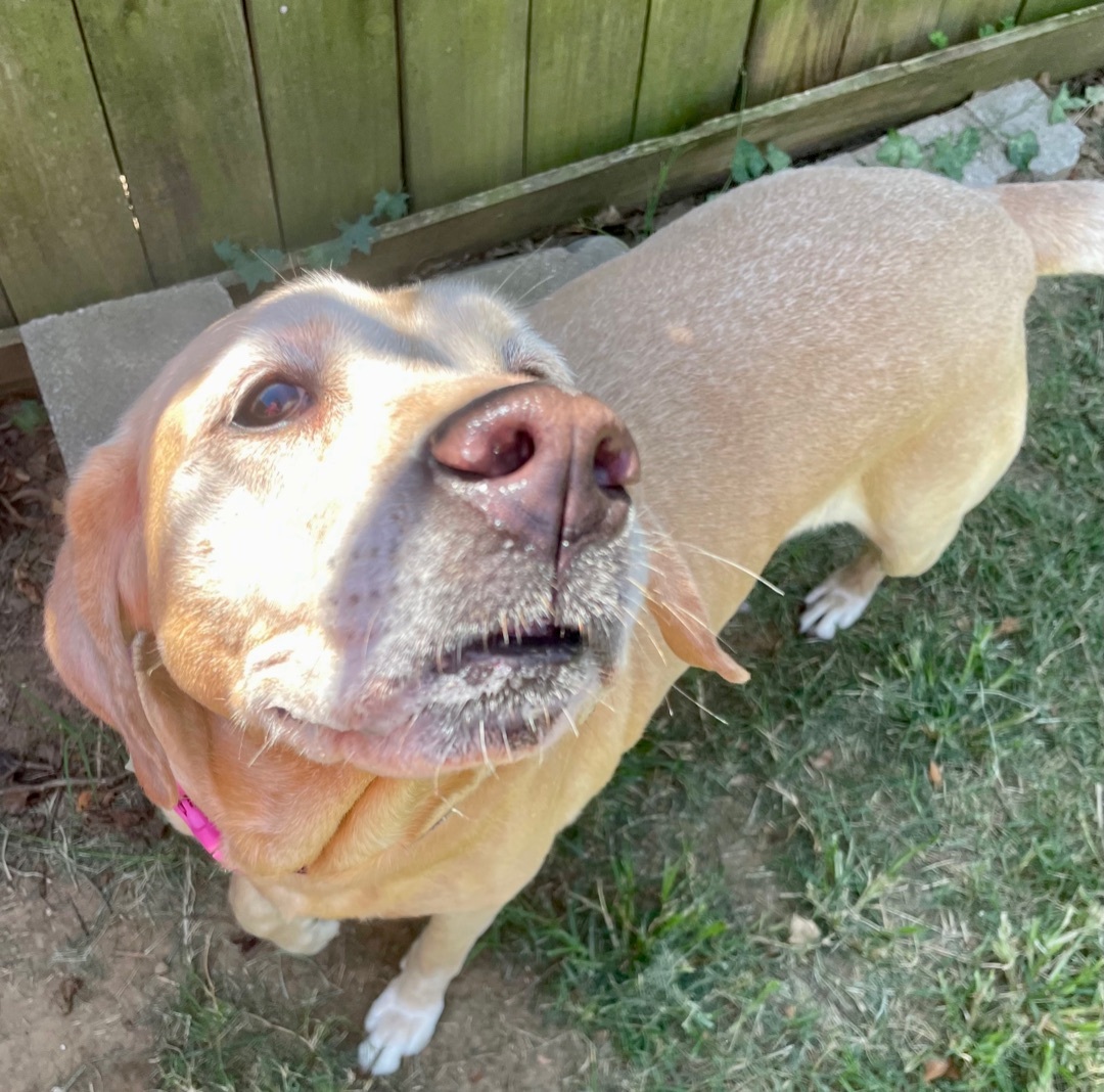 Enlarge Penny, a Adoptable Yellow Labrador Retriever in Tulsa, OK image 7/8