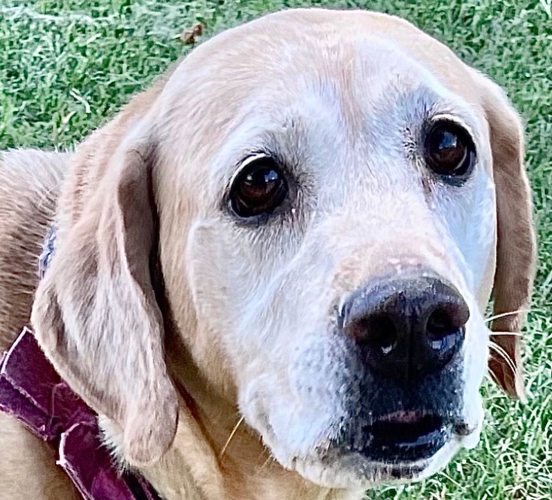Penny, Adoptable, Adult Female Yellow Labrador Retriever.