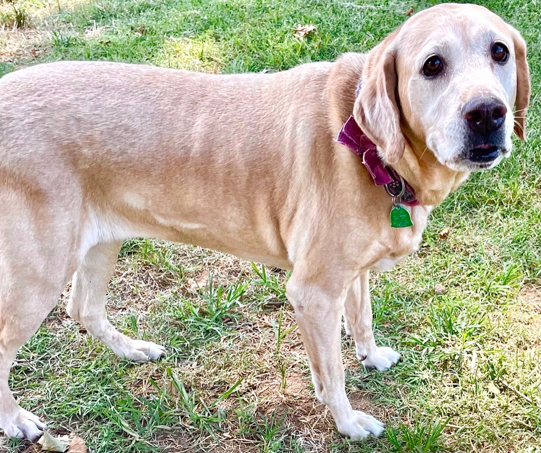 Enlarge Penny, a Adoptable Yellow Labrador Retriever in Tulsa, OK image 8/8
