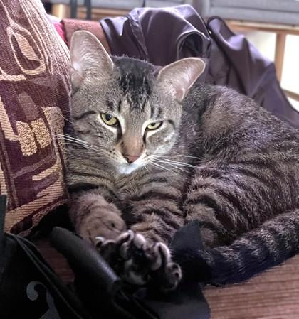 Juan, Adoptable, Adult Male Domestic Short Hair & Domestic Short Hair.