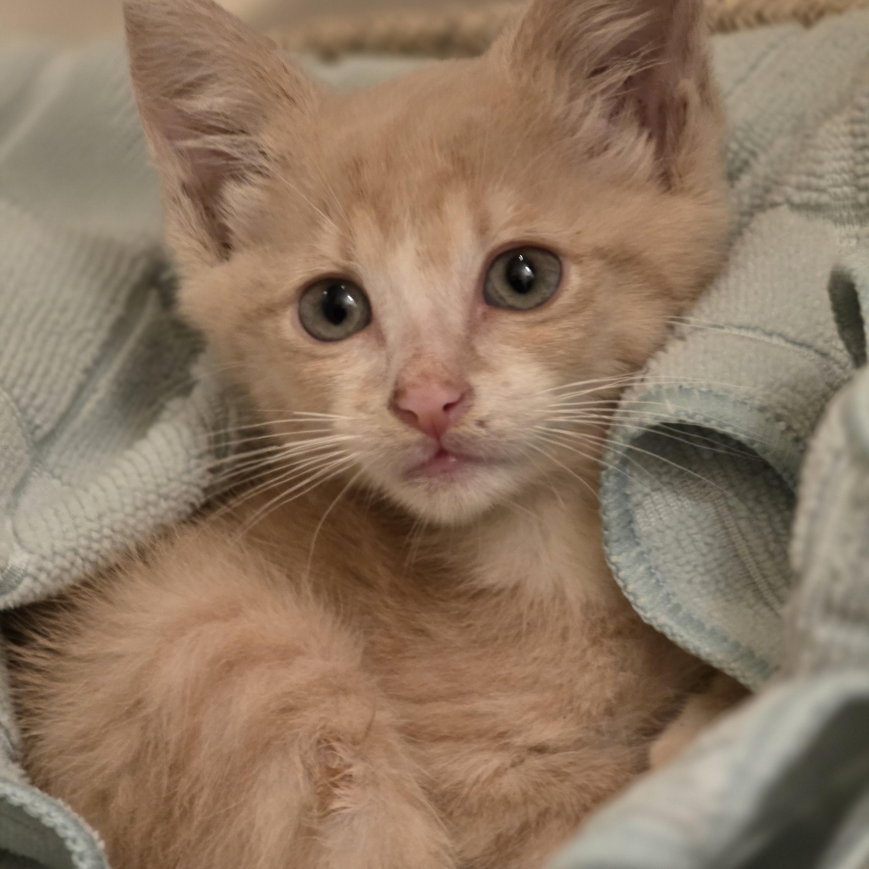 Dipper, a ADOPTABLE Domestic Short Hair in Johnson City, TN image 3/3