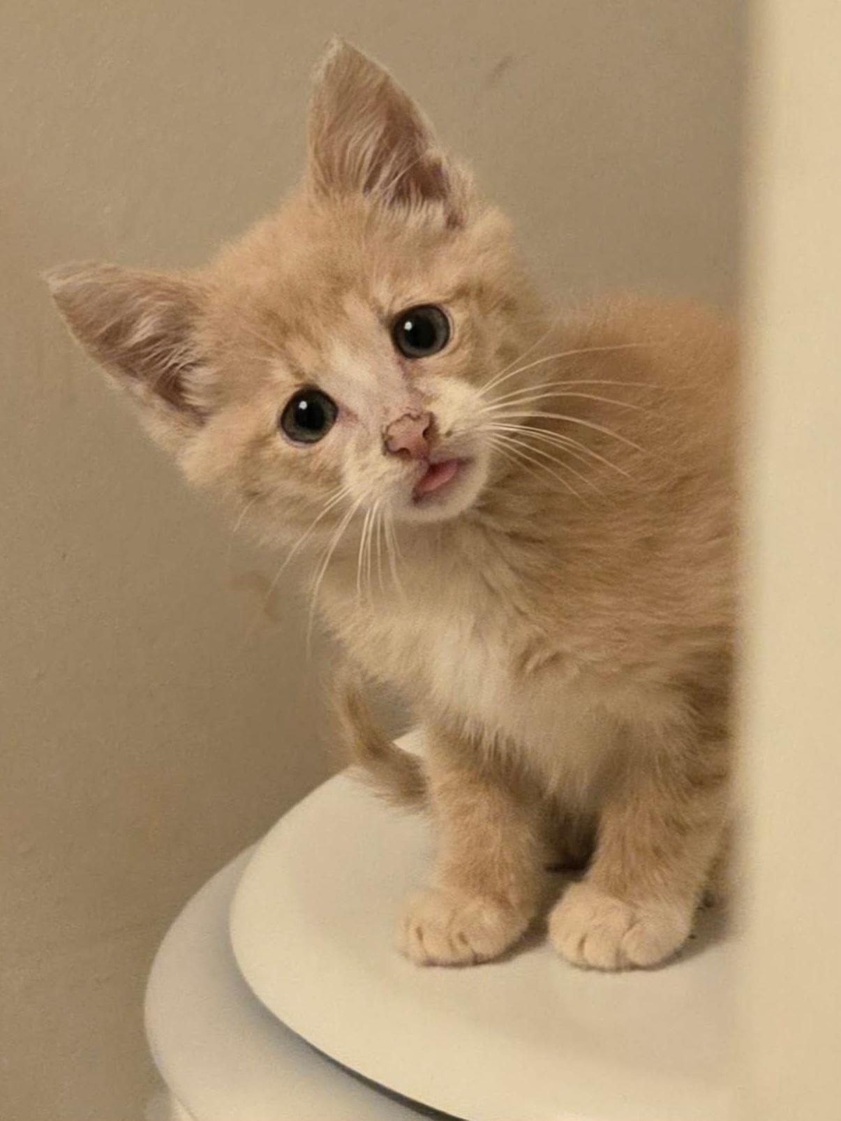 Dipper, a ADOPTABLE Domestic Short Hair in Johnson City, TN image 2/3