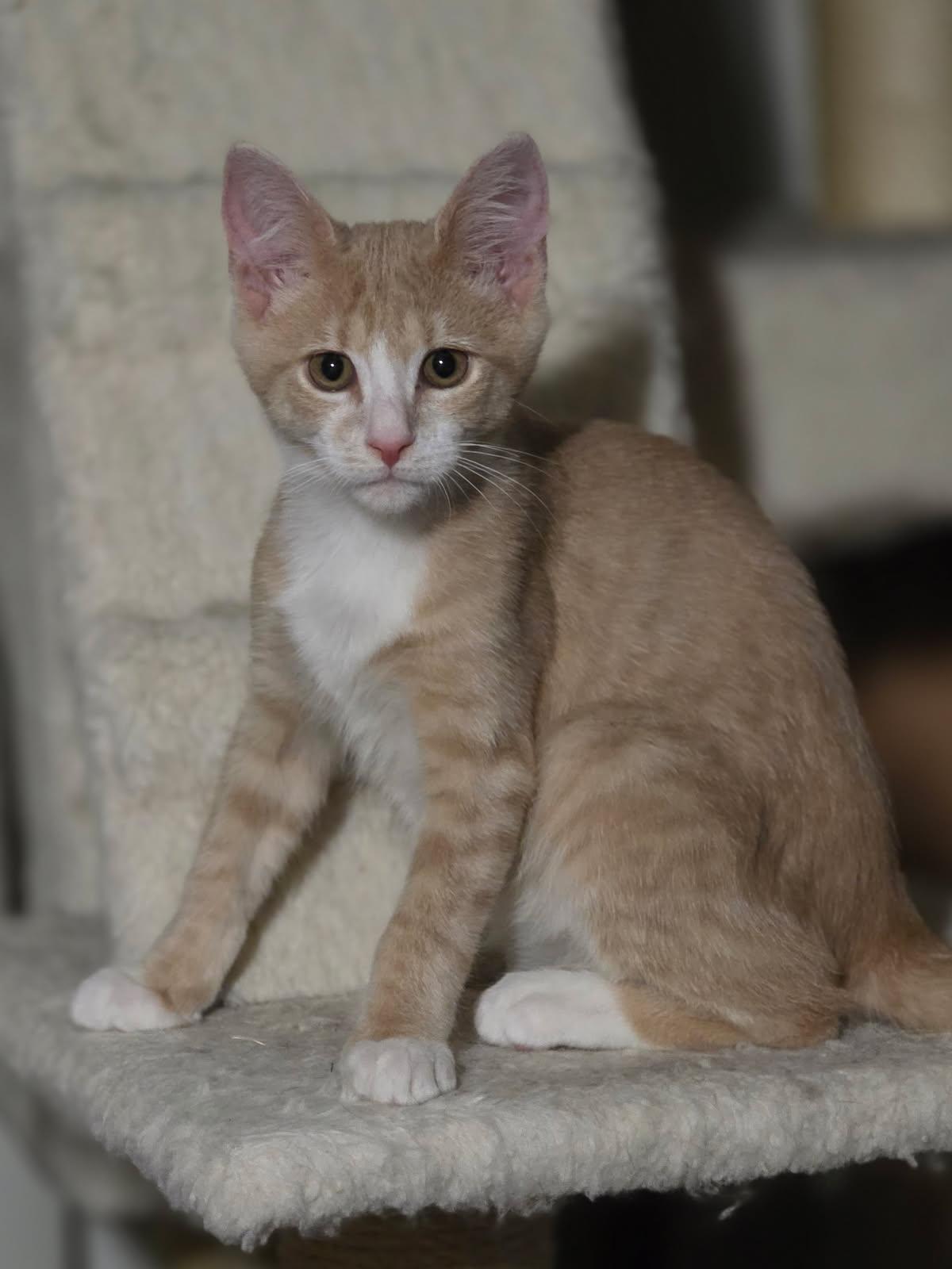 Dipper, ADOPTABLE, Kitten Male Domestic Short Hair.