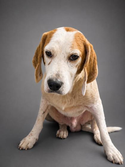 Anthony, Adoptable, Senior Male Beagle & Mixed Breed.