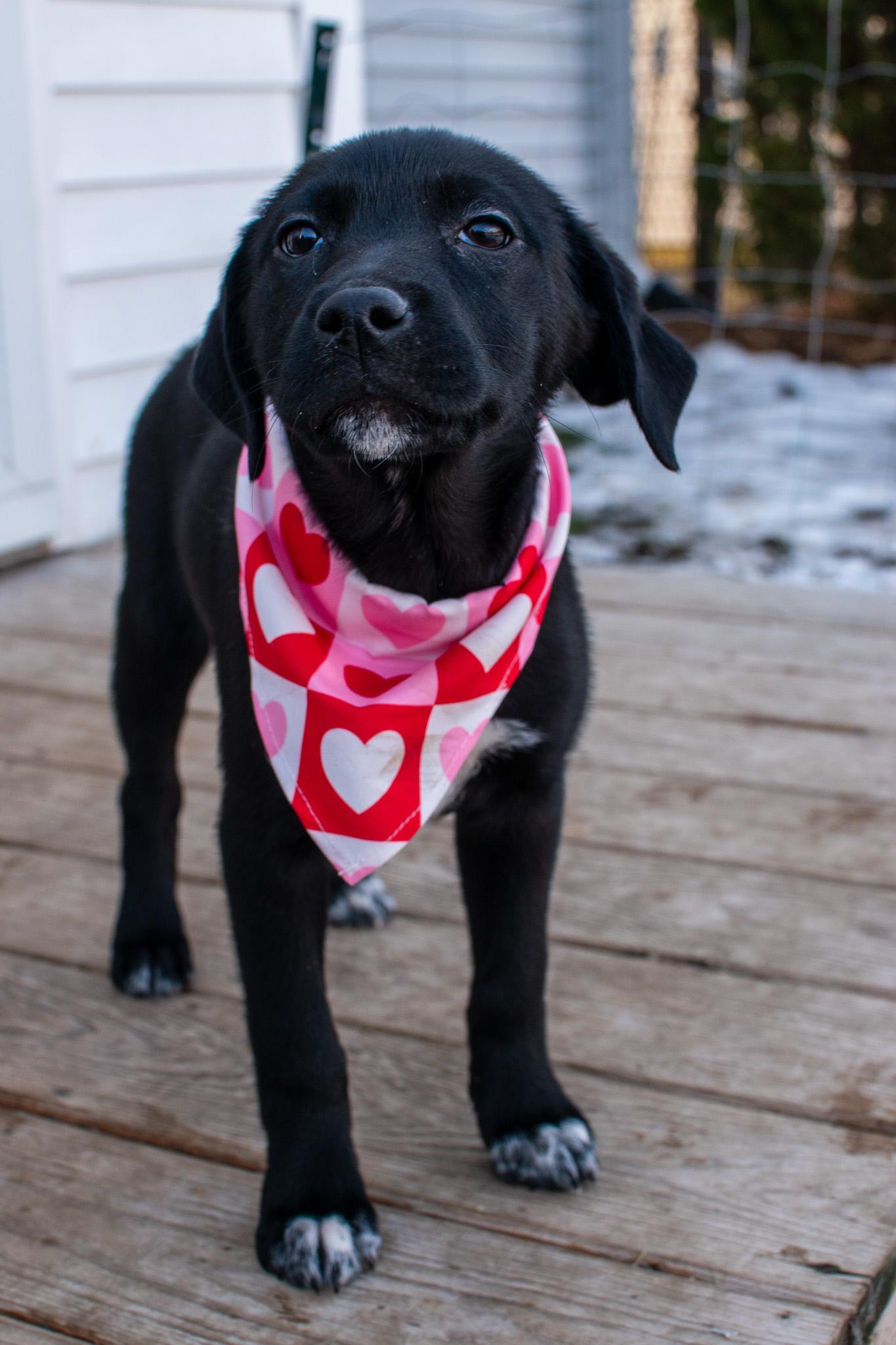 Phoebe, a ADOPTABLE mixed breed in Plainfield, IN image 1/4