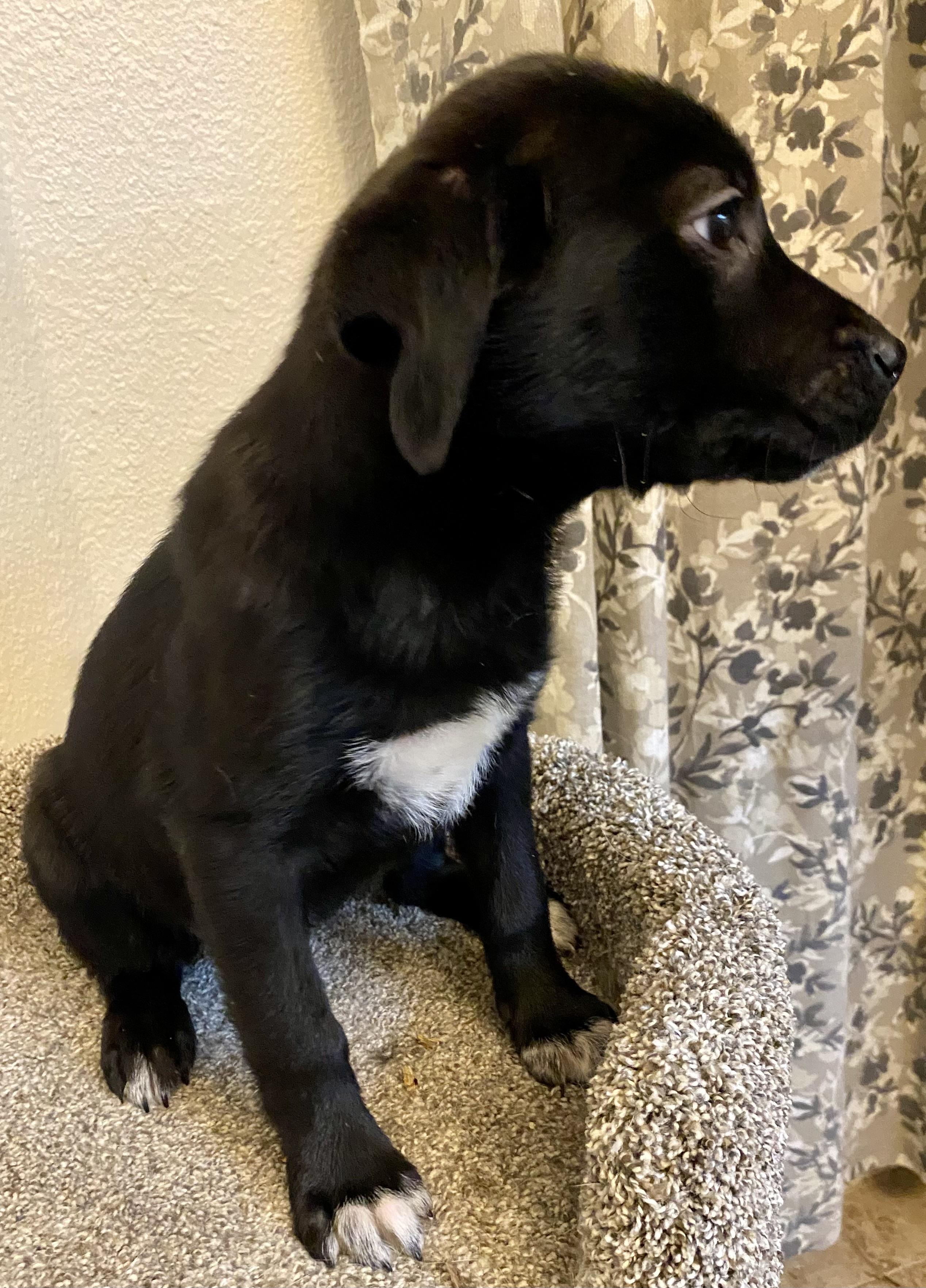 Phoebe, a ADOPTABLE mixed breed in Plainfield, IN image 4/4