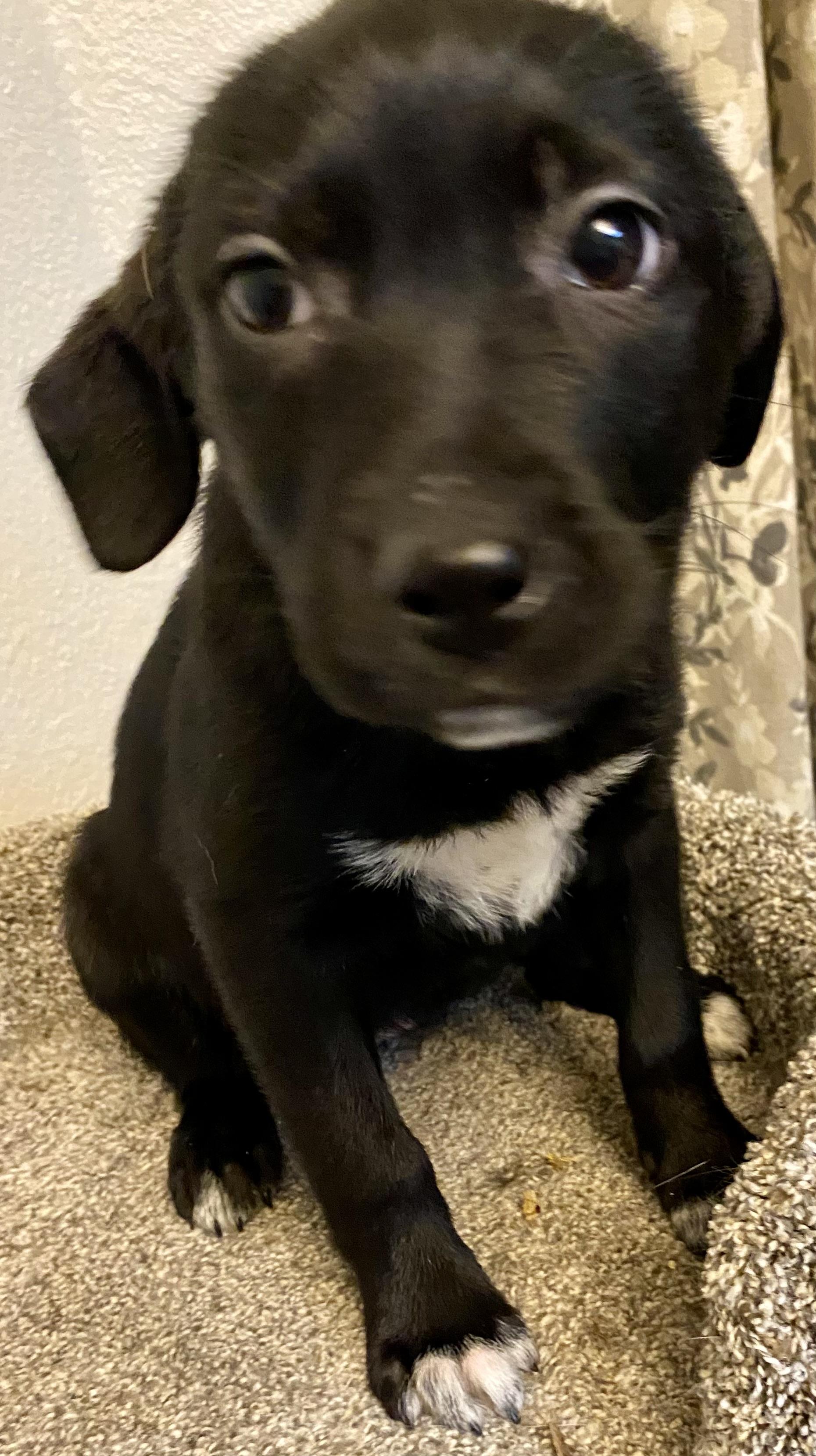 Phoebe, a ADOPTABLE mixed breed in Plainfield, IN image 3/4