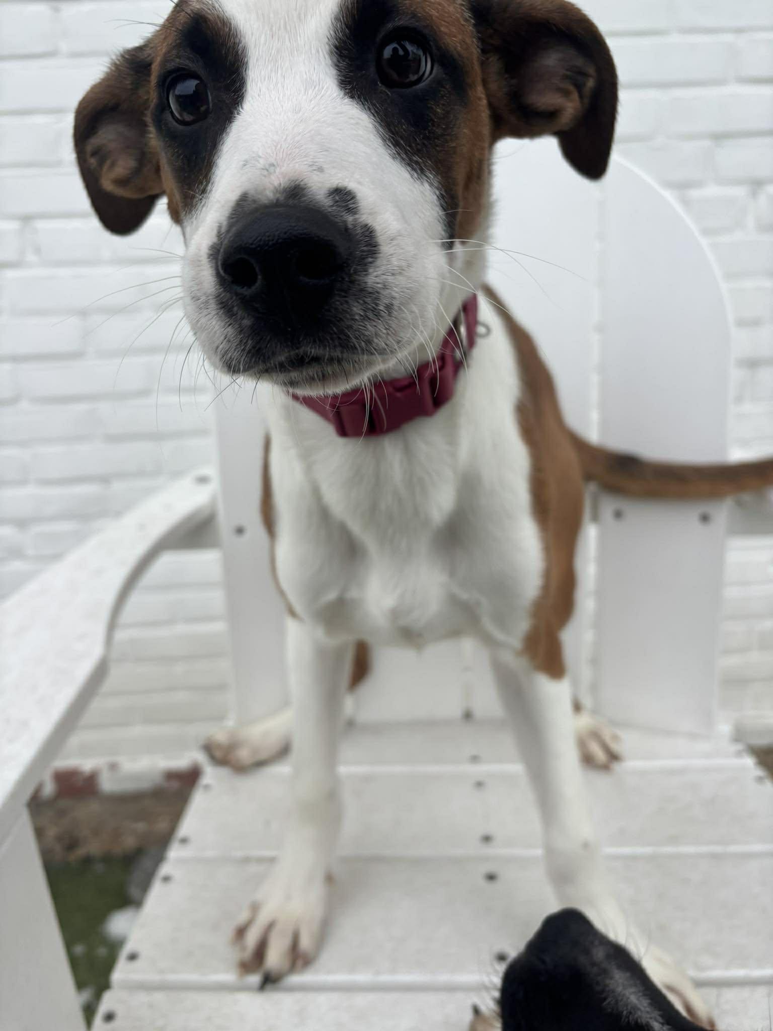 Enlarge Donner, an adopted mixed breed in Stamford, CT image 1/5