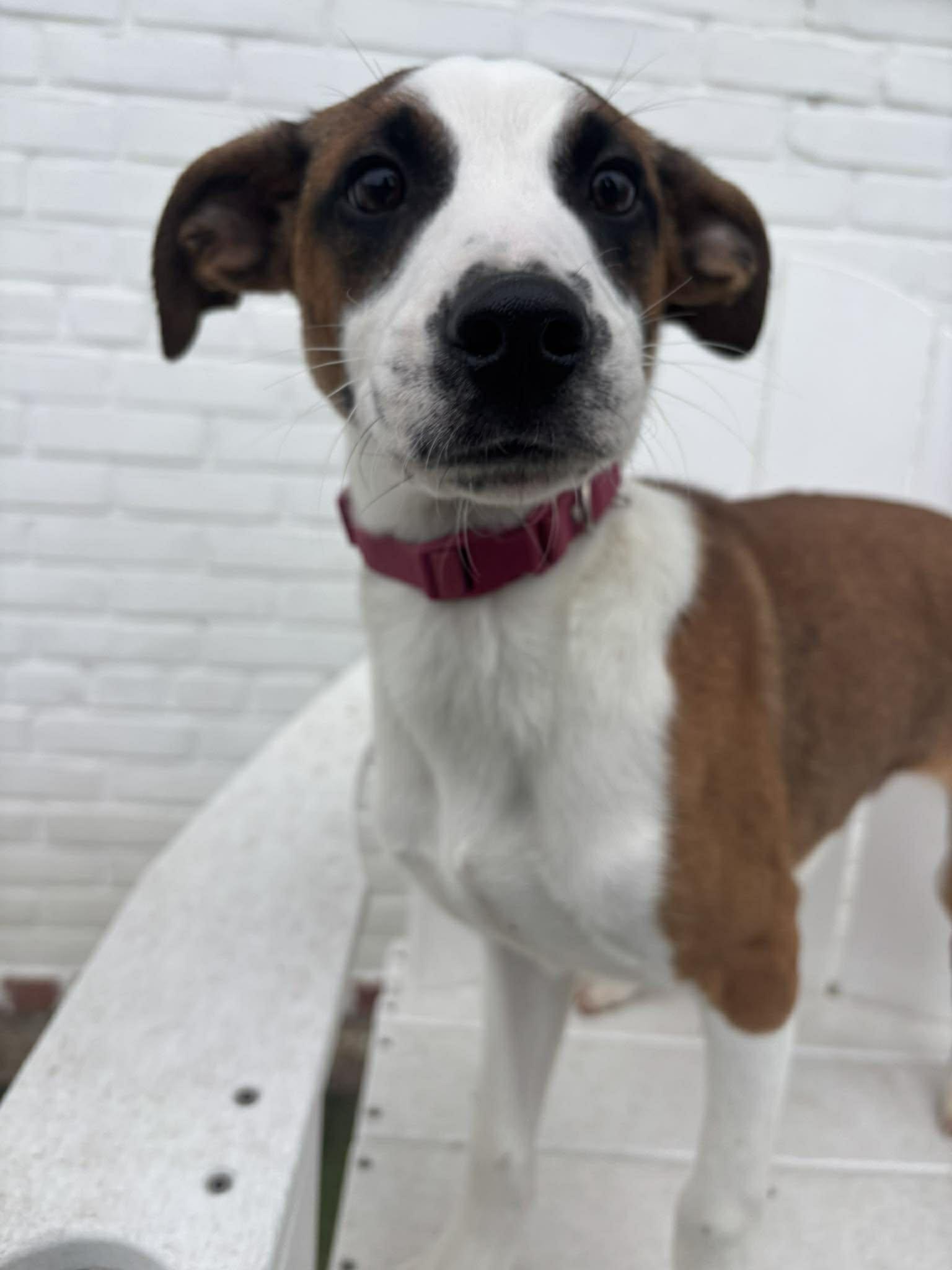 Enlarge Donner, an adopted mixed breed in Stamford, CT image 3/5