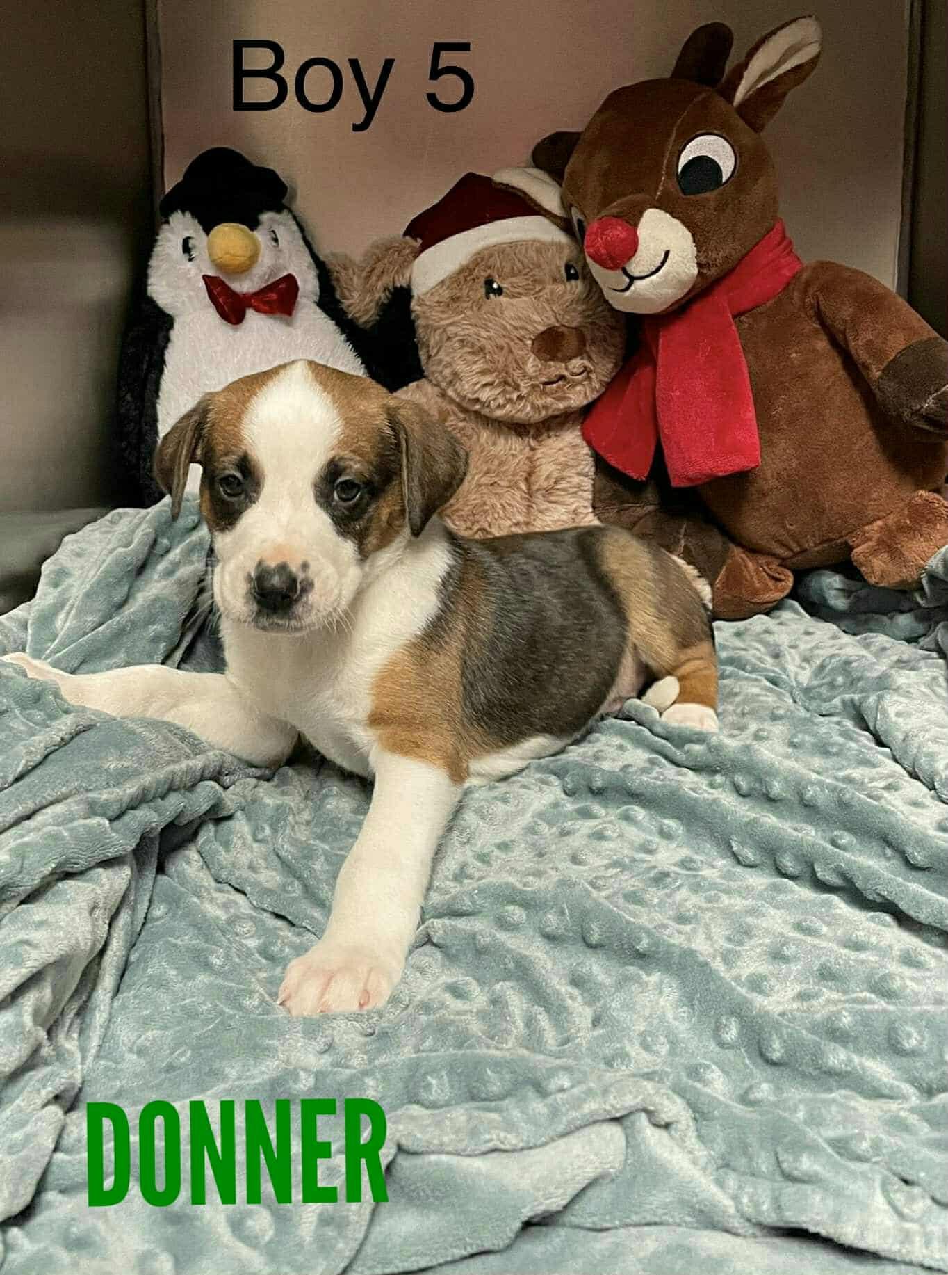 Enlarge Donner, an adopted mixed breed in Stamford, CT image 4/5