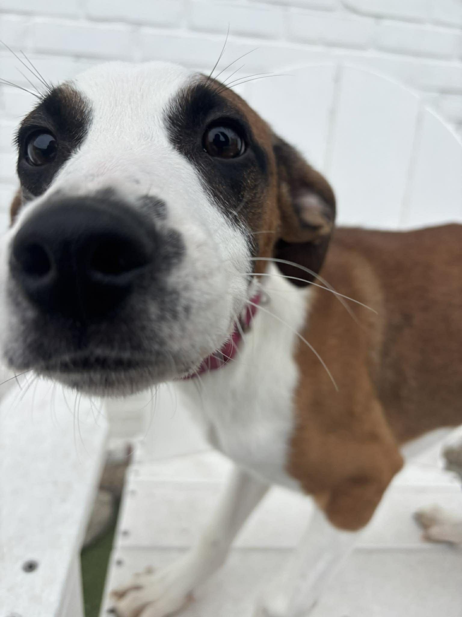 Enlarge Donner, an adopted mixed breed in Stamford, CT image 2/5