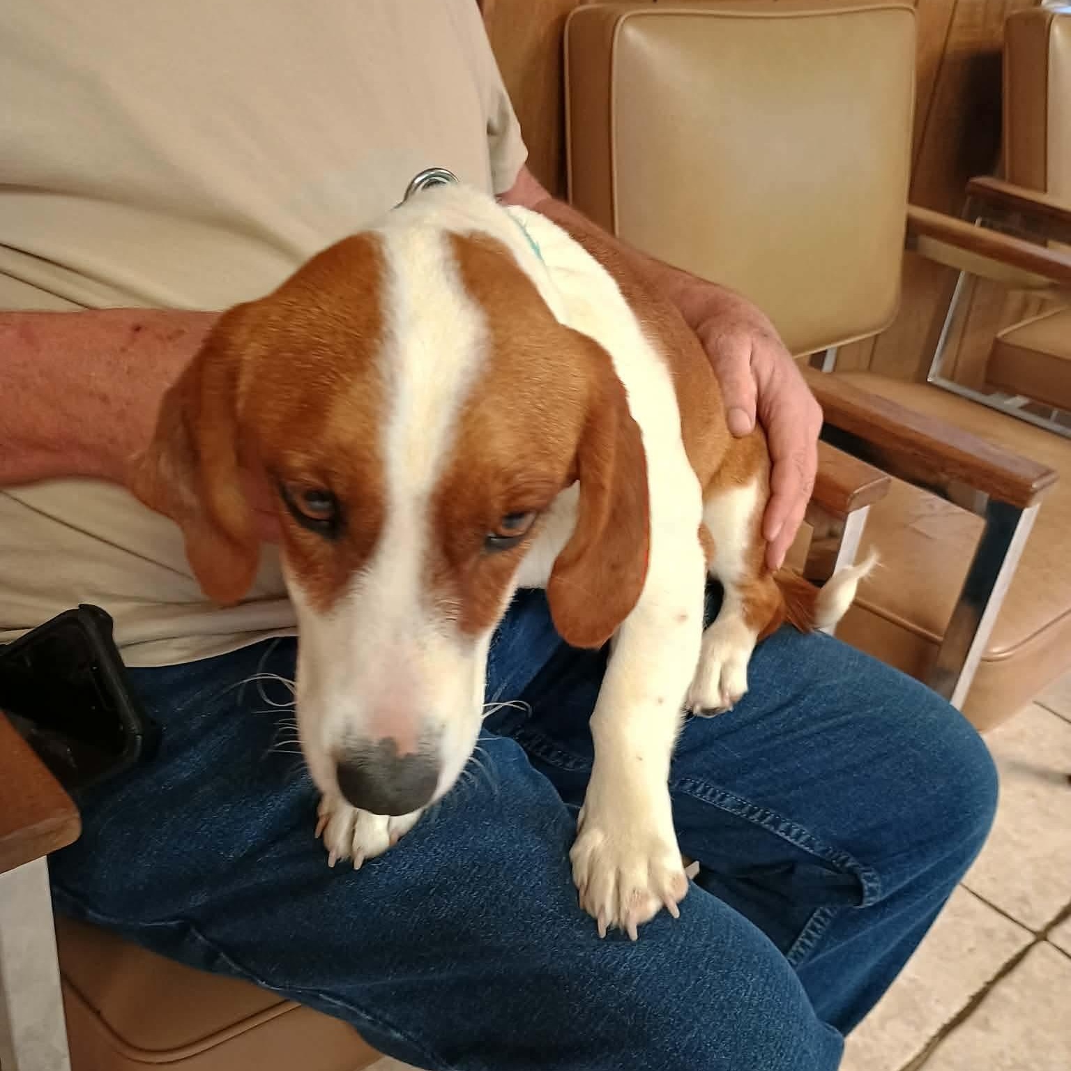 Enlarge Charmin, a ADOPTABLE mixed breed in Glenolden, PA image 6/6