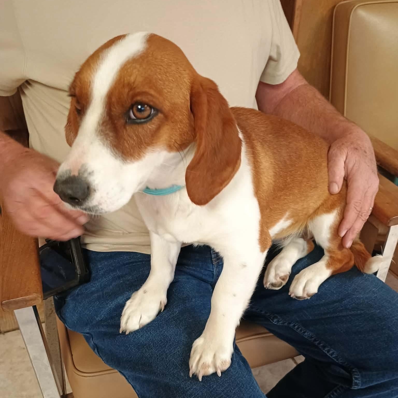 Enlarge Charmin, a ADOPTABLE mixed breed in Glenolden, PA image 3/6