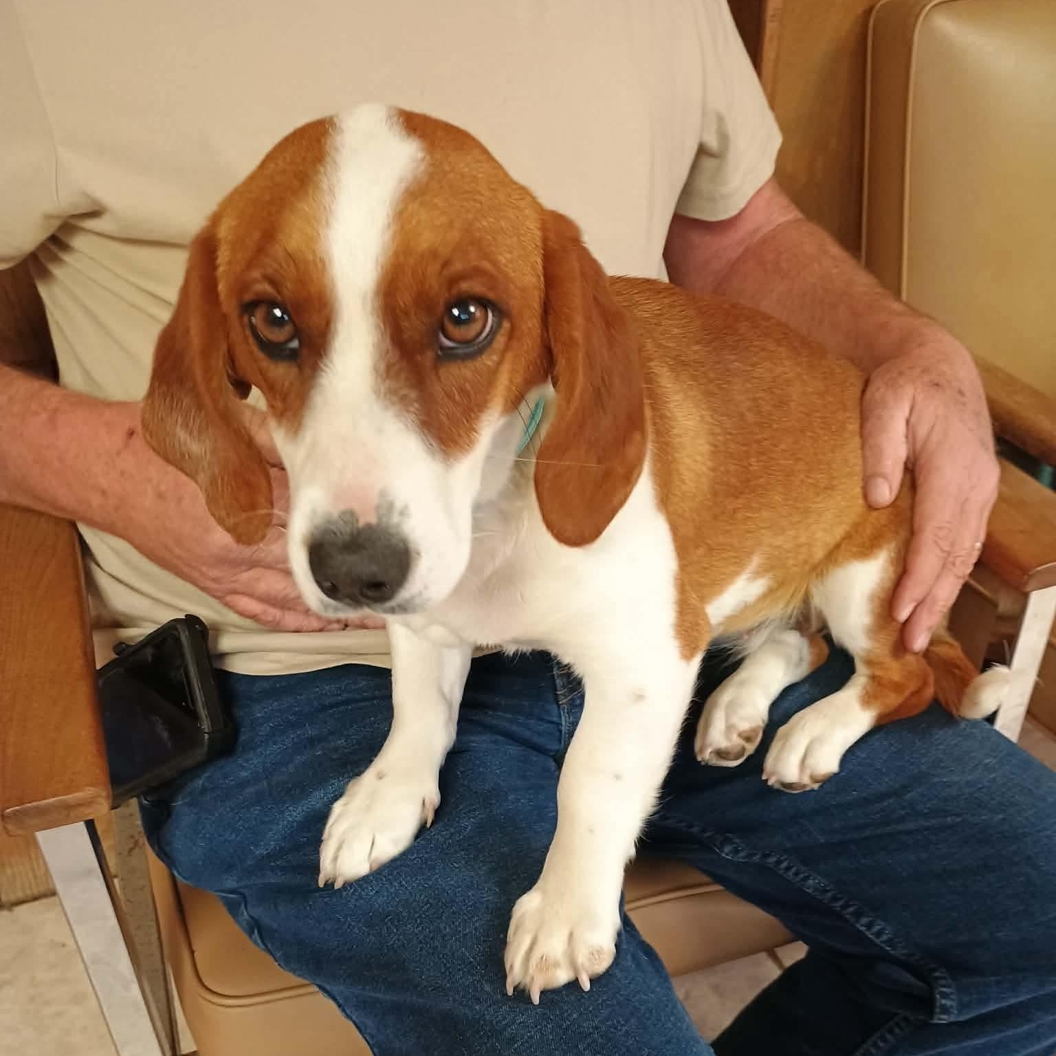 Charmin, ADOPTABLE, Young Female Beagle & Basset Hound.