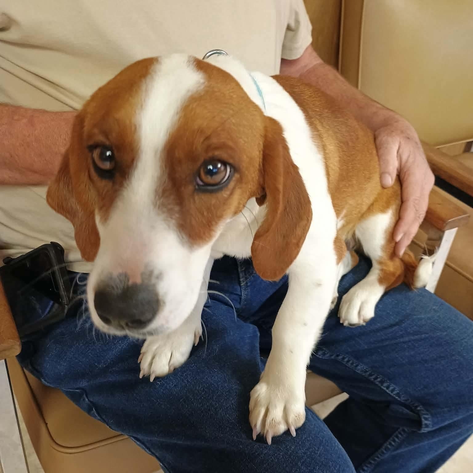 Enlarge Charmin, a ADOPTABLE mixed breed in Glenolden, PA image 2/6